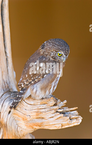 Ferruginosa civetta nana Glaucidium brasilianum Arizona Sonora Desert Museum Tucson in Arizona USA 13 settembre captive titonidi Foto Stock