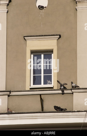 Gatto che guarda attraverso una finestra alle colombe su una sporgenza di un edificio in Piazza del mercato, Opole, Slesia, Polonia. Foto Stock