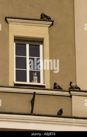 Un gatto che guarda attraverso una finestra alle colombe appollaiate sulle sporgenze dell'edificio vicino alla piazza del mercato a Opole, Slesia, Polonia. Foto Stock