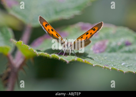 Rame piccola farfalla Lycaena phlaeus Foto Stock