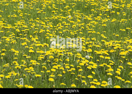 Il tarassaco Taraxacum officinale gran numero crescente sul prato pascolo Cumbria Lake District Foto Stock