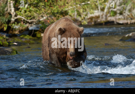 Orso bruno cerca di pesce Alaska USA Foto Stock