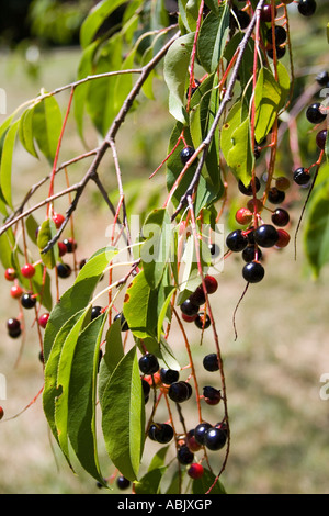 Chokecherry Prunus virginiana Foto Stock