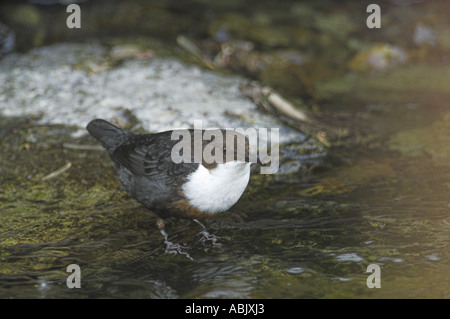 Dipper Cinclus cinclus adulto la caccia nel flusso di altopiano di Cumbria potrebbe Foto Stock