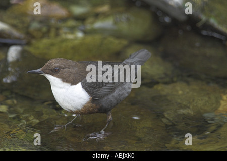 Dipper Cinclus cinclus adulto la caccia nel flusso di altopiano di Cumbria potrebbe Foto Stock