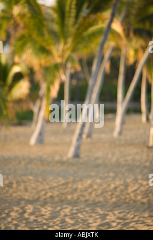Spiaggia di Anaehoomalu sulla Grande Isola del nord Hawaiiʻs Kona Coast e Palm tree grove Foto Stock