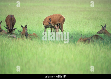 Red Deer Fawn lattante dalla femmina del cervo Foto Stock