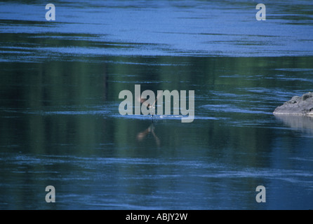 Osprey tenendo il pesce da Rogue River Foto Stock