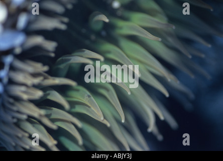 Close-up di gigante verde mare tentacoli di anemone Foto Stock