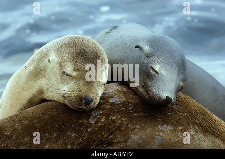 California i leoni di mare (Zalophus californianus) animali giovani sleeping Monterey Bay California USA Foto Stock