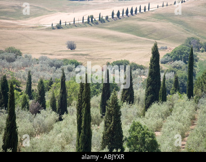Cipresso fiancheggiata da strade italiane e ulivi in Toscana giugno paesaggio, Pienza Italia, Europa, UE Foto Stock