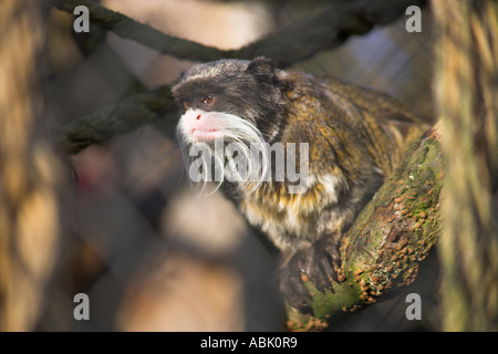 L'imperatore Tamarin (Saguinus imperator) nel suo involucro zoo guardando a sinistra Foto Stock