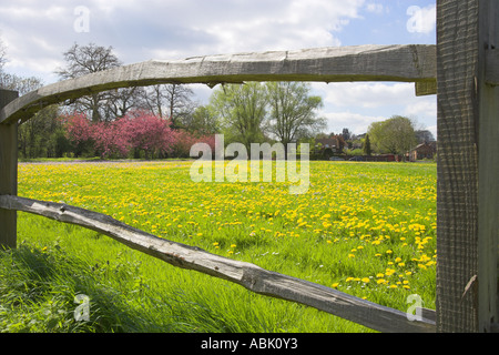 Primavera sbocciano i fiori e fiori selvaggi sul verde Compton incorniciato da recinzione rustico Foto Stock