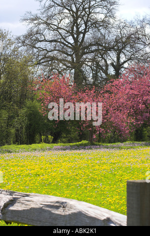 Compton verde in primavera - Surrey in Inghilterra Regno Unito Foto Stock