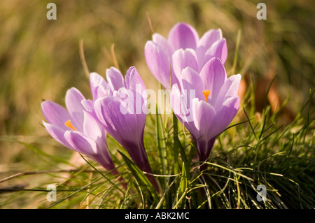Primo piano di quattro croci viola che sbocciano in un campo erboso verde sotto la calda luce del sole, mostrando delicati petali viola e stami arancioni. Foto Stock