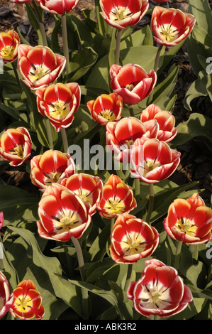 Tulipani Tulipa Leen van der Mark Triumph in fiore in un giardino. Bellissimi fiori bicolor Liliaceae alla luce del sole primaverile. Foto Stock
