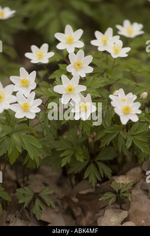 Inizio primavera fiori bianchi di anemoni della foresta Ranunculaceae Anemone nemorosa fioritura sul pavimento del bosco tra foglie verdi. Foto Stock