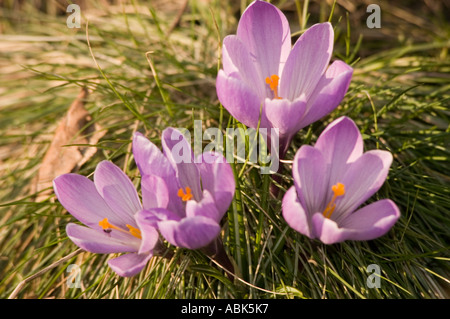 Quattro croci viola che fioriscono in un campo erboso naturale sotto la calda luce del sole, mostrando delicati petali viola e stami arancioni all'inizio della primavera. Foto Stock