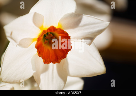 Daffodil con petali di colore bianco e arancione con retroilluminazione a tazza in una finestra Foto Stock