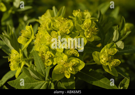 Primo piano di un peloso piccante giallo-verde, Euphorbia villosa o Tithymalus villosus, che fiorisce in un giardino con vivaci bratti e fogliame di chartreuse. Foto Stock