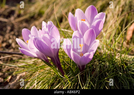 Quattro croci viola che fioriscono in un campo erboso sotto la luce del sole, mostrando vivaci petali viola e stami arancioni all'inizio della primavera. Foto Stock