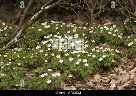 All'inizio della primavera fiori bianchi di anemoni della foresta Ranunculaceae Anemone nemorosa che fioriscono su un terreno boschivo ricoperto di foglie. Foto Stock