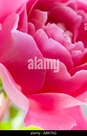 Colore rosa è aumentato Foto Stock