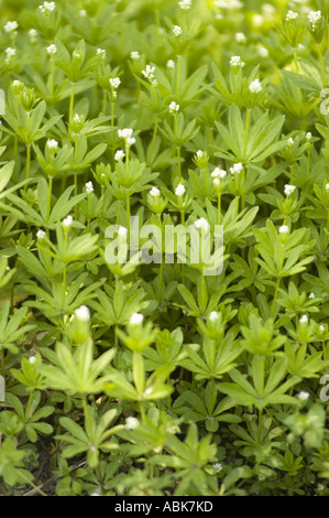 Freschissima spezia medicinale Woodruff (Galium odoratum) con foglie verdi e piccoli fiori bianchi. Pianta della famiglia delle Rubiaceae che cresce in un giardino. Foto Stock