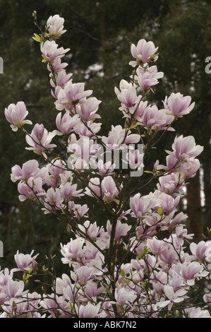 Fiori bianchi e rosa che fioriscono su un albero di tulipani o un cespuglio di tulipani, magnoliaceae magnolia, su uno sfondo scuro della foresta in primavera. Foto Stock