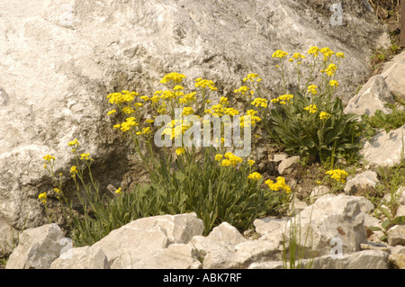 Rosaceae Potentilla crantzii Italia Foto Stock