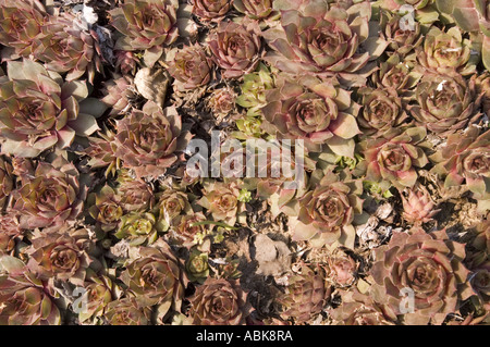 Houseleek Crassulaceae Sempervivum tectorum succulents cresce in un denso ammasso, originario delle montagne dell'Europa meridionale e occidentale. Foto Stock
