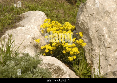 Rosaceae Potentilla crantzii Italia Foto Stock