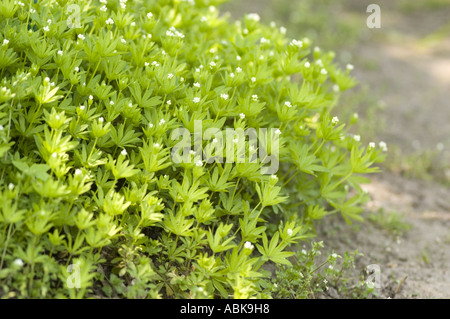Erbe aromatiche officinali Woodruff (Galium odoratum) della famiglia delle Rubiaceae che cresce in un giardino con piccoli fiori bianchi e foglie balze verdi. Foto Stock