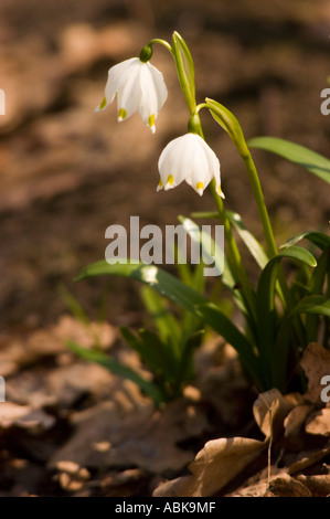 Fiori bianchi primaverili di fiocco di neve primaverile Leucojum vernum che fioriscono in una foresta tra foglie secche. Foto Stock