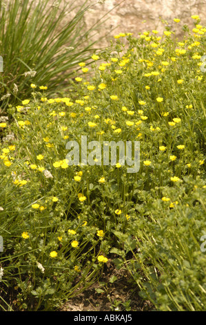 Rosaceae Potentilla crantzii Italia Foto Stock