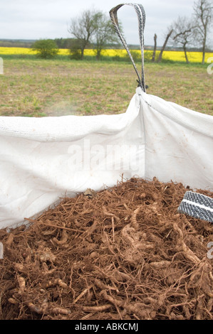 Un sacchetto pieno di miscanto tuberi seduto in un campo in attesa di essere piantato in lacune in un precedentemente seminata campo di miscanto Foto Stock