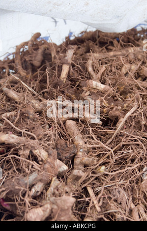 Un sacchetto pieno di miscanto tuberi seduto in un campo in attesa di essere piantato in lacune in un precedentemente seminata campo di miscanto Foto Stock