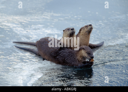 Lontra di fiume famiglia sul bordo congelate di Lamar fiume in inverno il Parco Nazionale di Yellowstone Wyoming USA Foto Stock