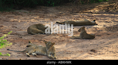 Sleeping Lions su un asciugata riverbed Kenya Foto Stock