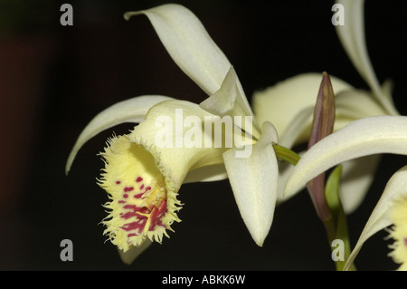 Exotic orchid shantung Pleione Ducat Foto Stock