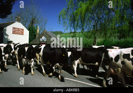 Vacche essendo herded attraverso Godmanstone villaggio nella contea di Dorset England Regno Unito Foto Stock