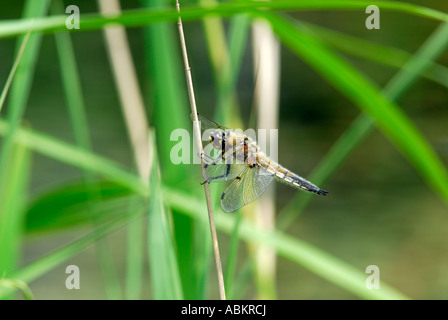 Quattro Spotted Chaser Dragonfly poggiante su canne Foto Stock