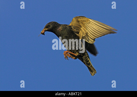 Un Starling (Sternus vulgaris) in volo che trasportano derrate alimentari, Cambridgeshire, Inghilterra, Regno Unito possono Foto Stock