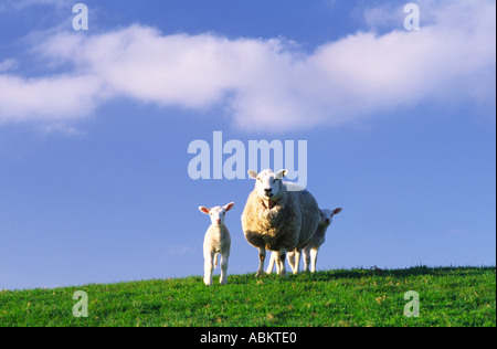 Pecora si fermò con i suoi agnelli alla sommità di una collinetta nella contea di Dorset England Regno Unito Questa fotografia è stata scattata nella primavera del 2005 Foto Stock