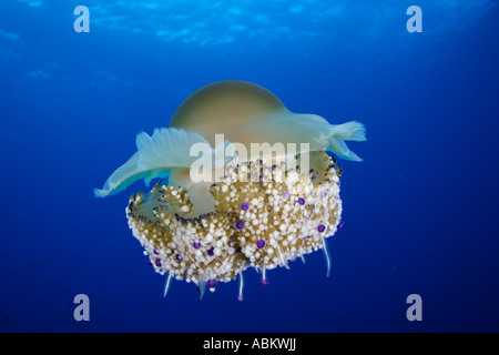 Gelatina di Mediterraneo o uovo fritto meduse, Elba, Italia, mare Mediterraneo Foto Stock
