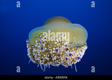 Gelatina di mediterraneo o uovo fritto meduse, elba, Italia, mare mediterraneo Foto Stock