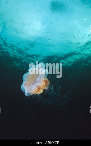 I Lions mane meduse nuotare nel mare Meduse gigante Foto Stock