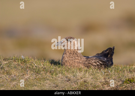 Grande Skua sul nido Foto Stock