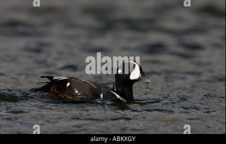 Harlequin Duck maschio con gocciolamento d'acqua da Beak Foto Stock