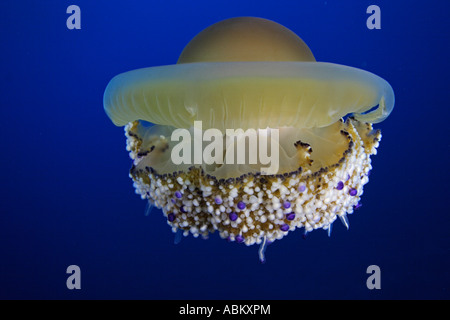 Gelatina di Mediterraneo o uovo fritto meduse, Cotylorhiza tuberculata, Elba, Italia, mare Mediterraneo Foto Stock